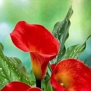 Meet your Posher, Nimia